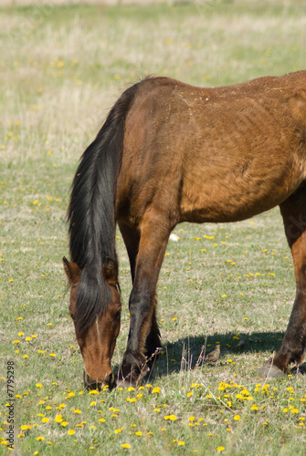 Grazing Horse