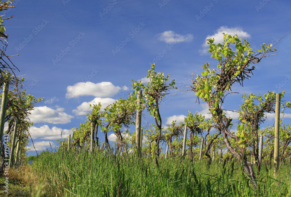Fototapeta premium Vineyard, Wine Making Business