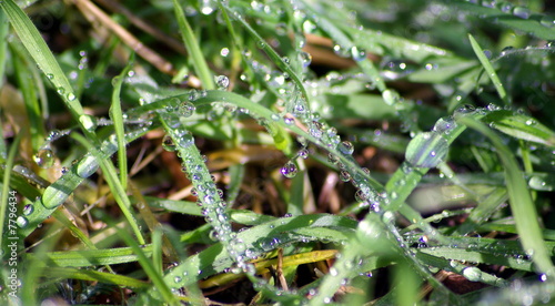 Water Drops On Grass