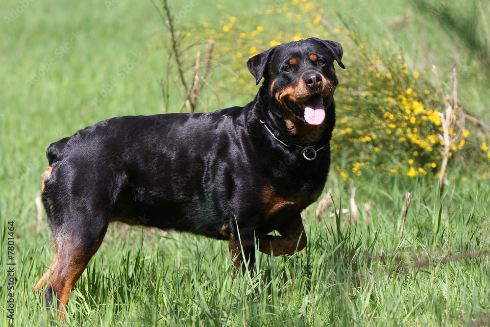 rottweiler