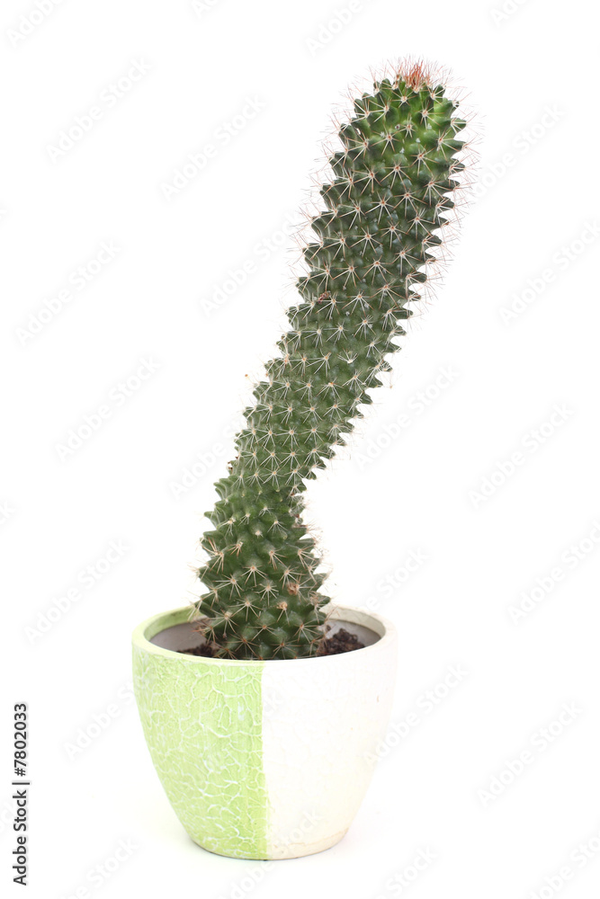 Cactus