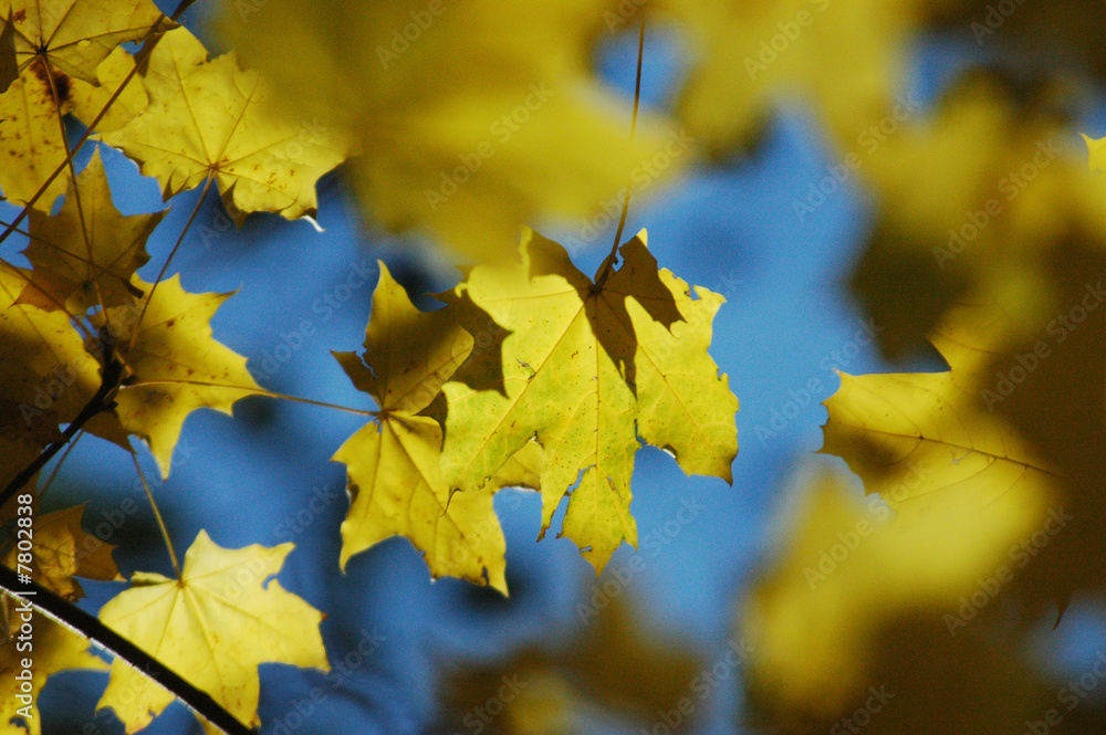 Fototapeta premium Autumnal leaves