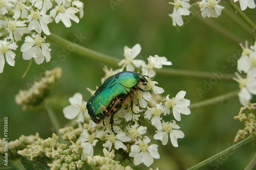 scarabe photo