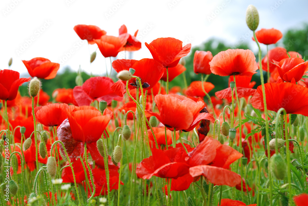 Naklejka premium Mohnblumen