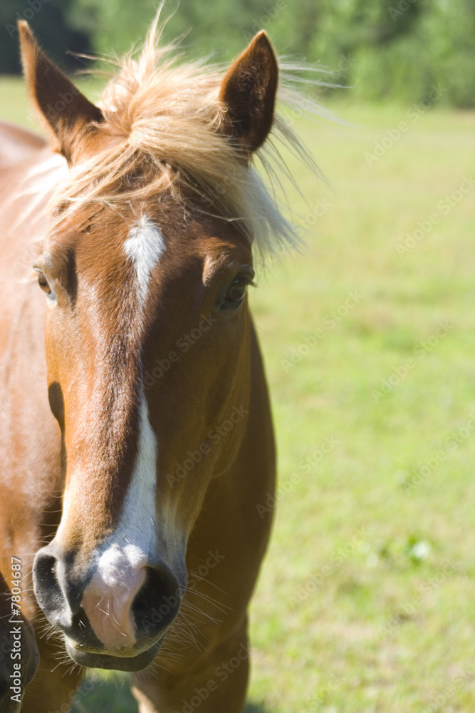 Obraz premium Horse Portrait
