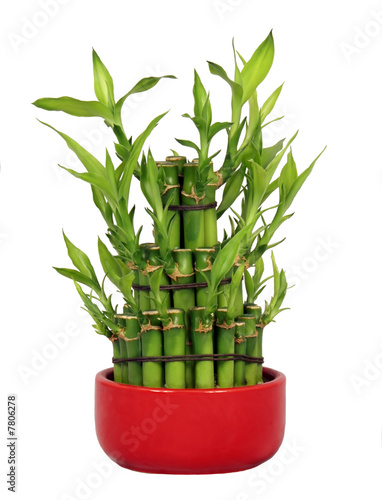 Lucky Bamboo