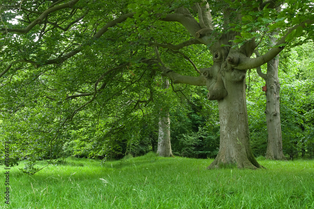 old Beech trees