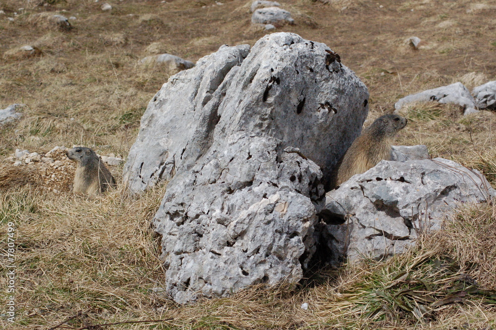 Fototapeta premium Marmotte du Vercors