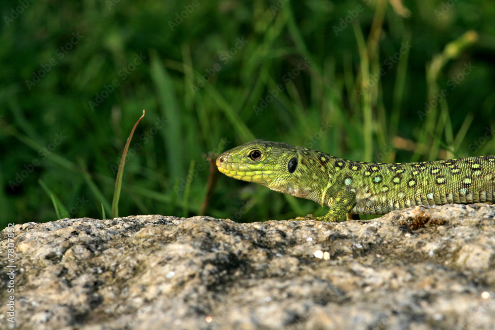 green lizzard