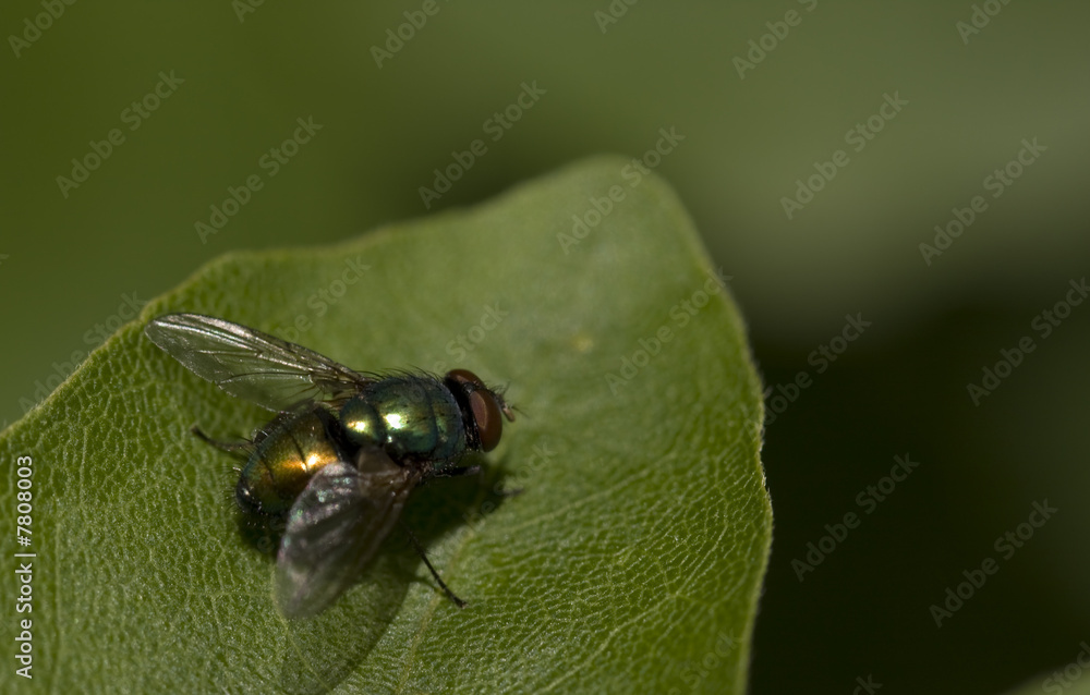 Fototapeta premium insect