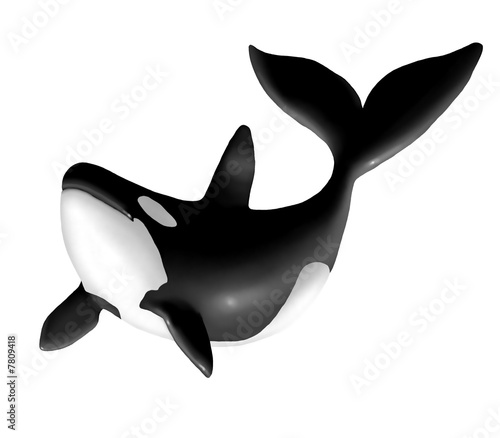 orca che  salta
