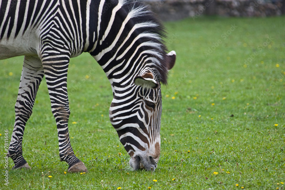 Zebra Zebra