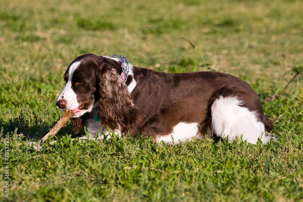 Enjoying Chewing The Stick