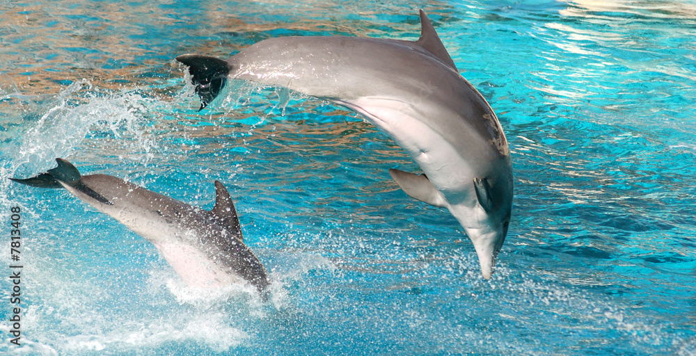 Obraz premium Dolphins show