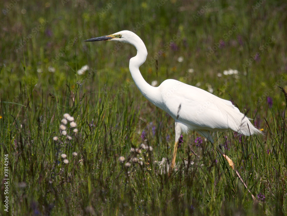 Fototapeta premium white heron