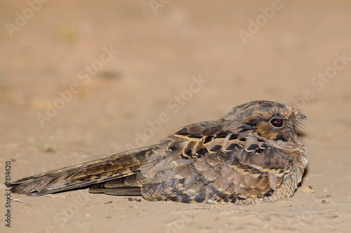 nightjar