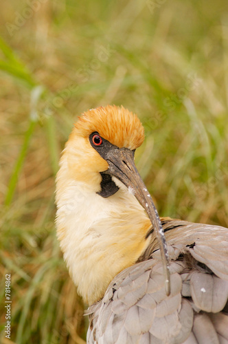 Black-faced Ibis (Theristicus melanopis) photo