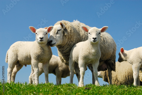 sheep in spring