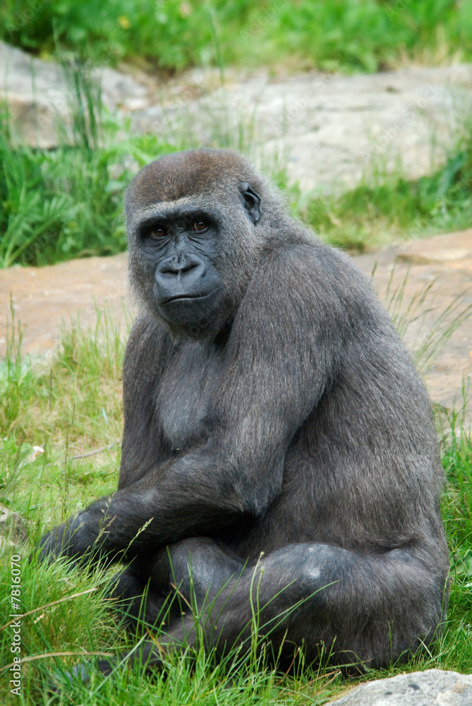 female gorilla