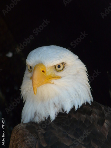 Rapaces12
