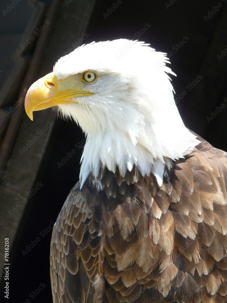 Obraz premium Rapaces6