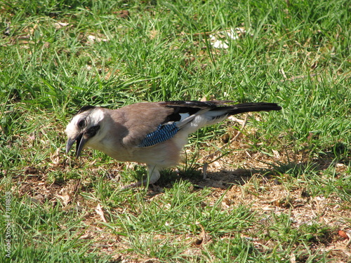 Angry bird