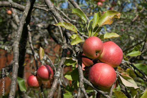 apples 4