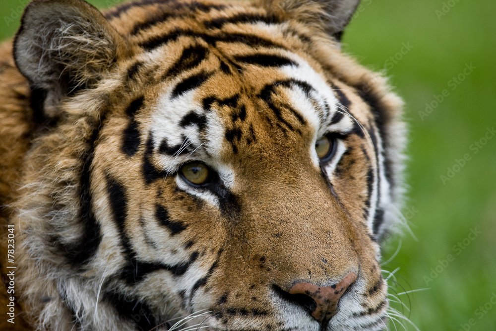Fototapeta premium close up of a tiger head