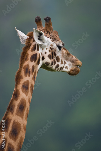 Close up of african giraffe