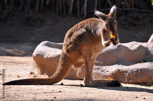 Young red kangaroo photo