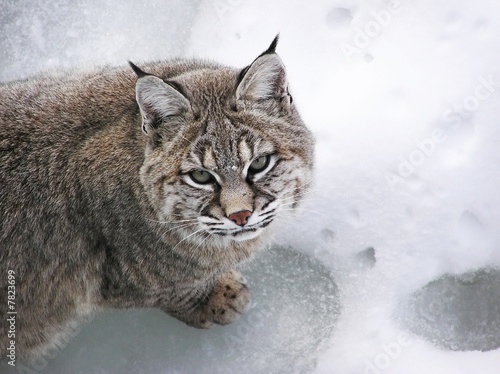 Close-up Bobcat lynx on snow looking at camera