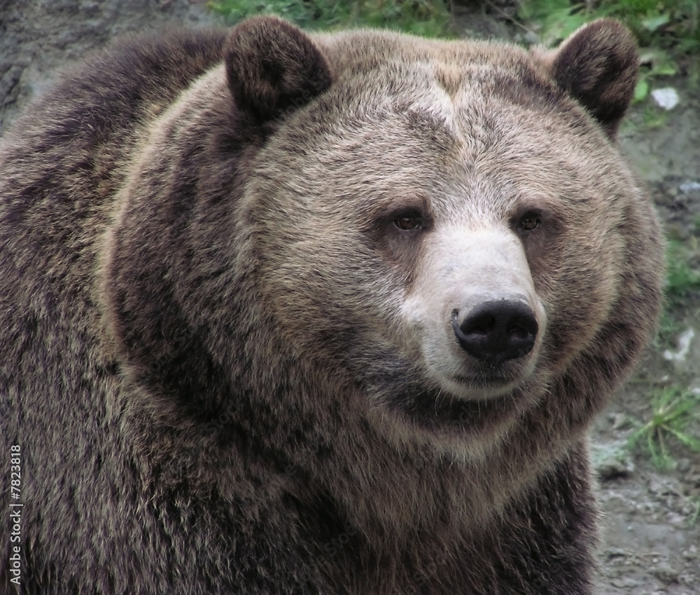 Close-up of a female Grizzly bear