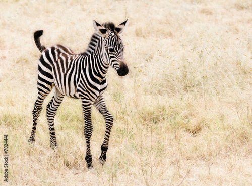 An adorable baby Zebra walking.