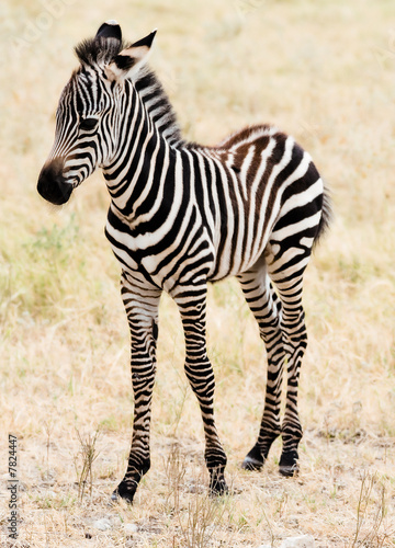 An adorable baby Zebra stading.