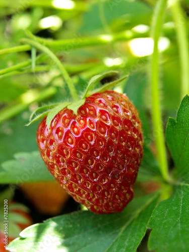 strawberry