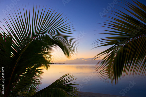Coconut trees on moorea in south seas at sunset