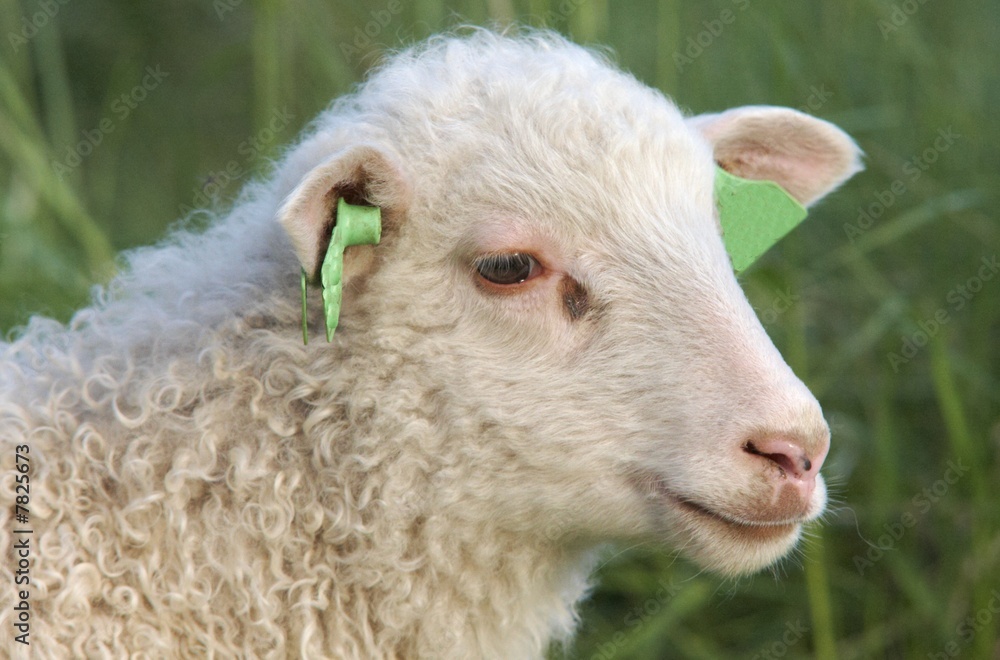 Lamb Lamb