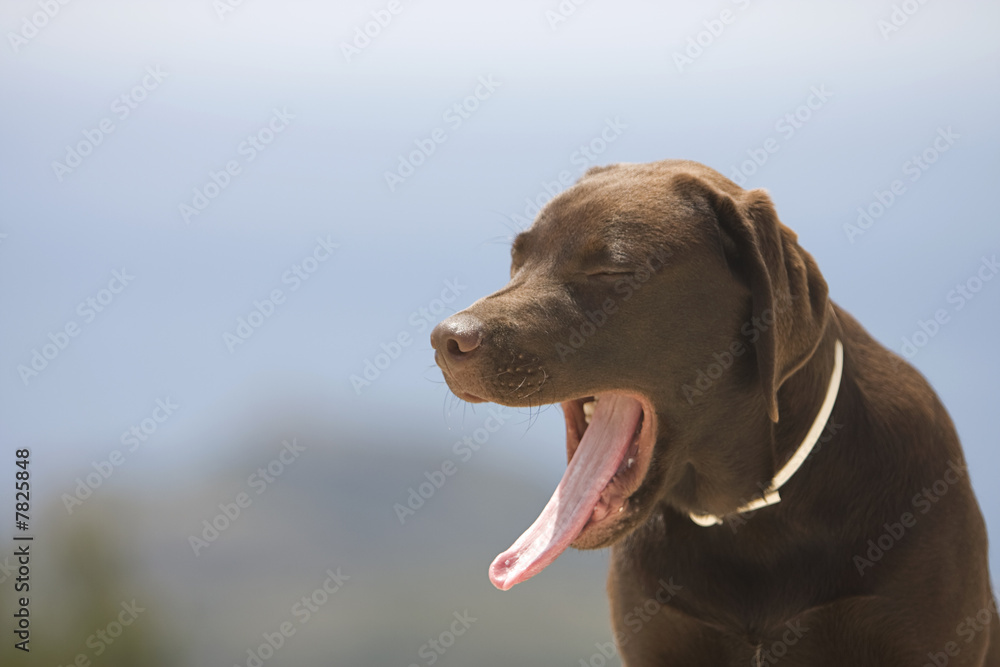 Labrador Puppy Yawning