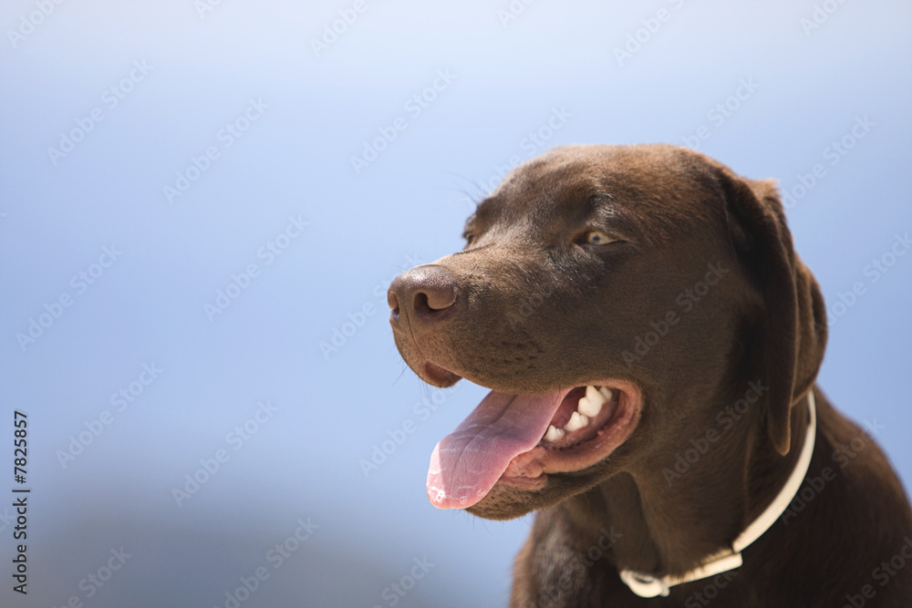Chocolate Labrador Puppy against Blue Sky Background