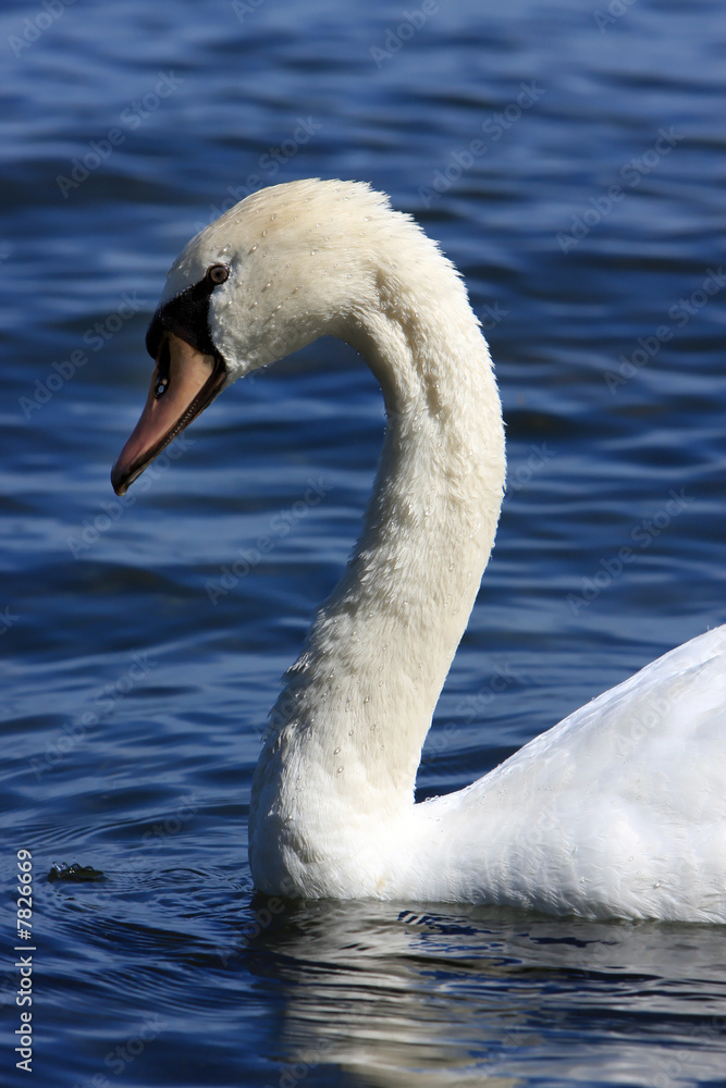 Naklejka premium Swan