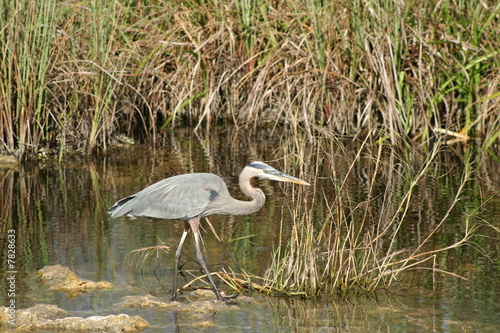 Heron cendré dans le parc des Everglades - Floride
