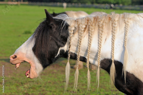 Foto Pferd - Gähnen