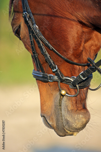 Pferd - Detail Kopf © Sven Cramer