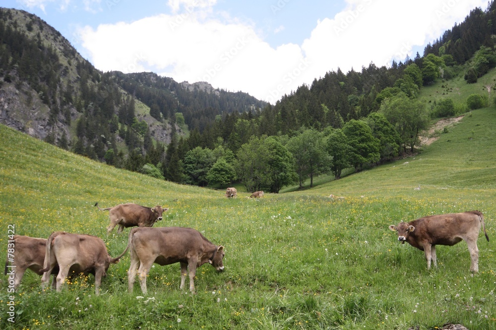 Naklejka premium Kälber auf Alpwiese