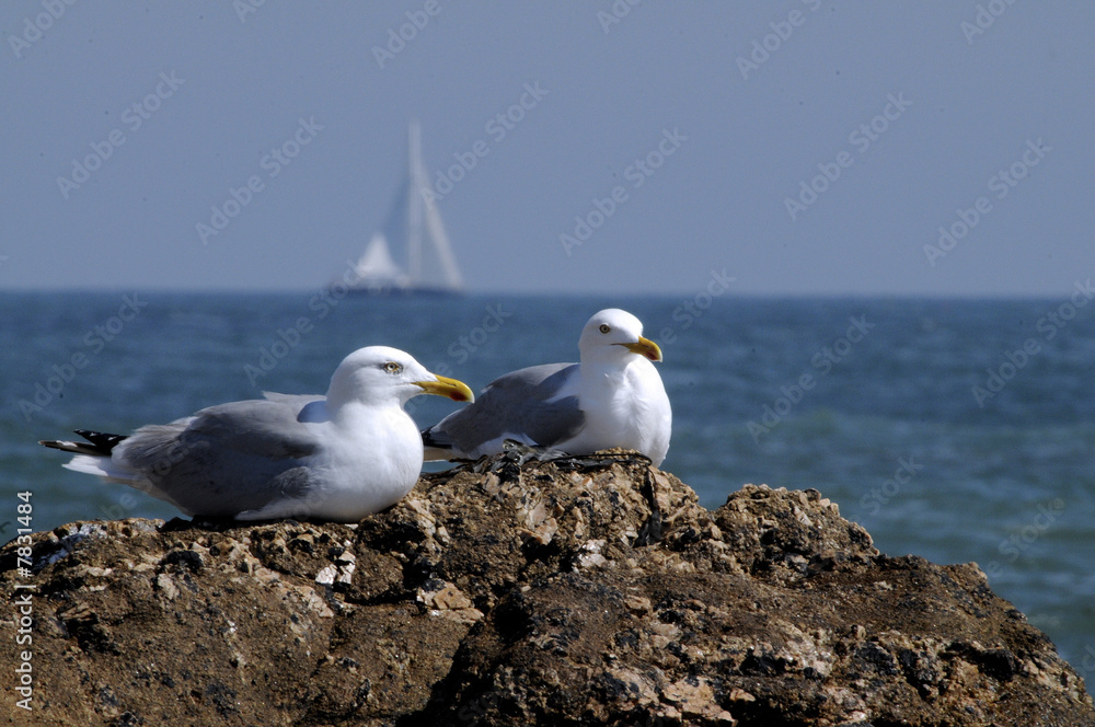 Obraz premium cocottes