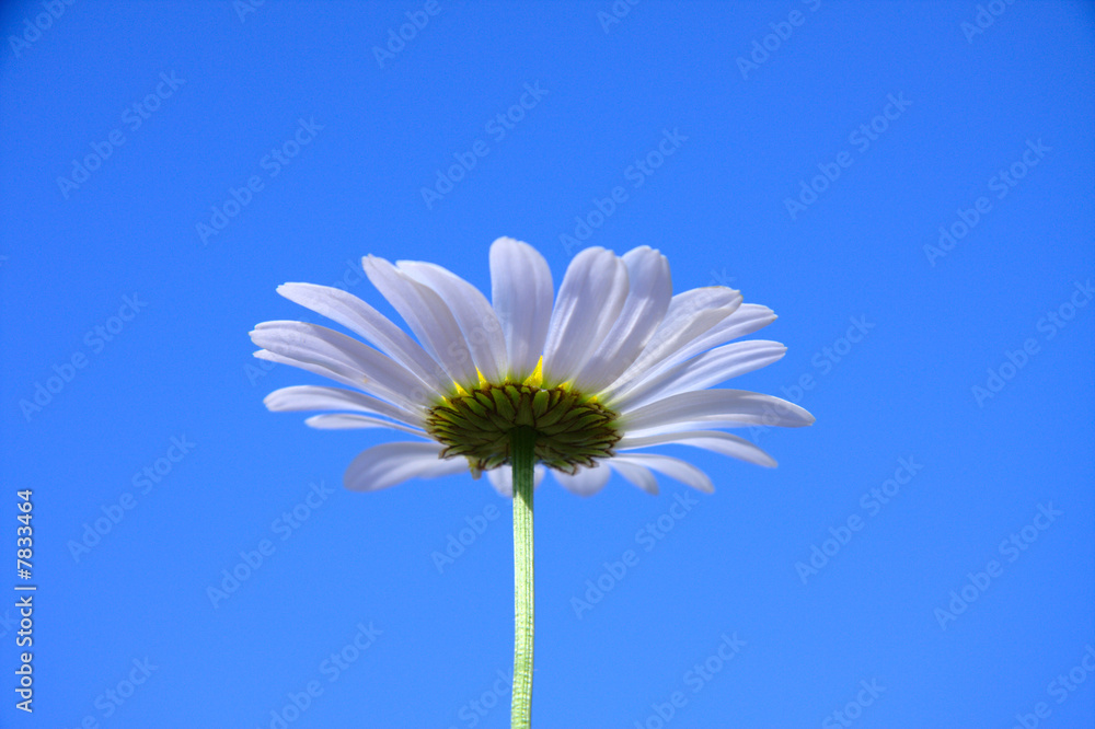 Margerite 5 StockFoto Adobe Stock