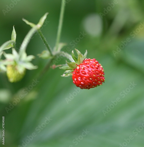fraise des bois,wild ,strawberry