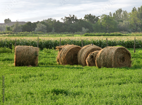 Harvested alfalfa bales in field