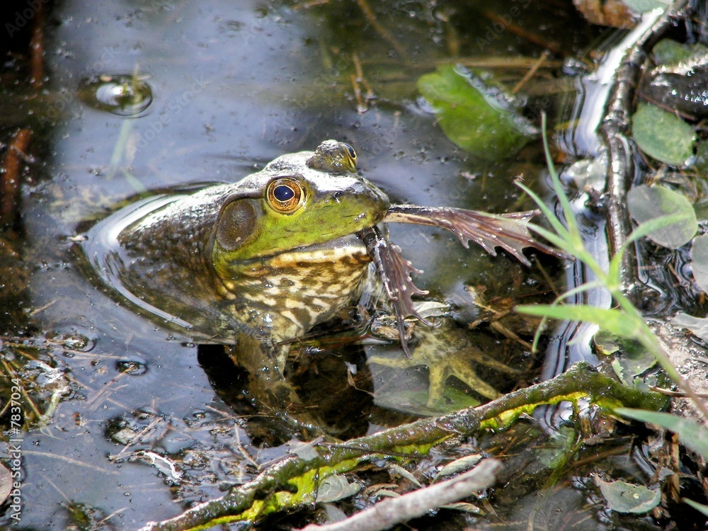 froglegs froglegs