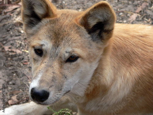 golden dingo close up